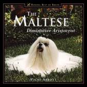 Maltese Diminutive Aristocrat - Out of stock