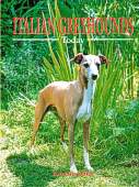 Italian Greyhounds Today BOB