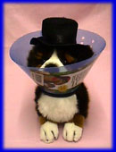 Elizabethan Collar - Small