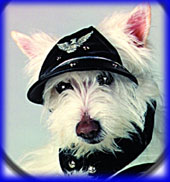 Designer Type Pet Cap - Biker Buddy