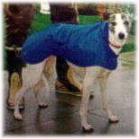 Whippet Coat