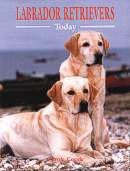 Labrador Retrievers Today BOB