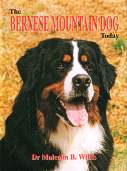 Bernese Mountain Dog Today BOB