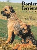 Border Terrier Today BOB