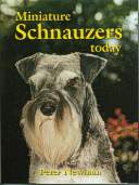 Miniature Schauzers Today BOB